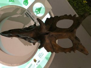 정면에서 본 두개골