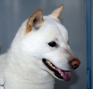 홋카이도견의 머리