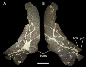 MOR 492. 2020년 4월에 신속 스테라사우루스로 독립했다.