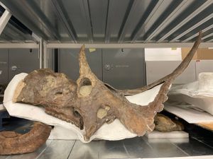 디아블로케라톱스의 완모식 두개골