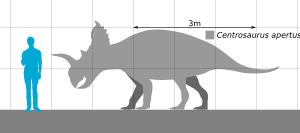 사람과의 크기 비교