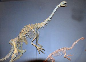 유타 자연사 박물관에 전시된 북아메리카 테리지노사우루스류 노트로니쿠스(크게)와 팔카리우스의 재구성된 골격