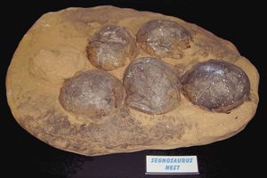 공룡랜드 화석 박물관에 전시된 테리지노사우루스류로 추정되는 둥지