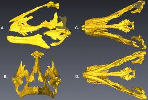 Digitally assembled bones of a tyrannosaur skull, in yellow, viewed from the left, the front, above, and below