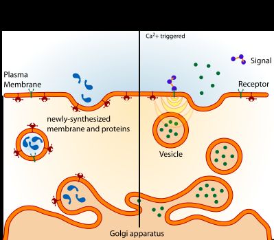 개구 분비의 기구