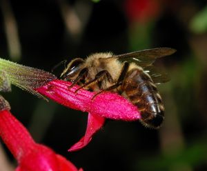 Apis mellifera mellifera