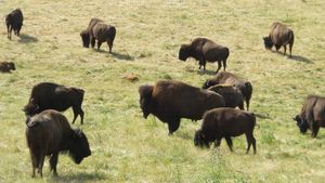 모루드(Morud)의 Ditlevsdal Bison Farm의 들소