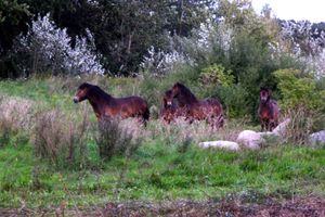 랑엘란의 야생마