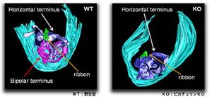 야생형 생쥐(왼쪽)와 피카츄린 결손 생쥐(오른쪽)의 리본 시냅스 비교