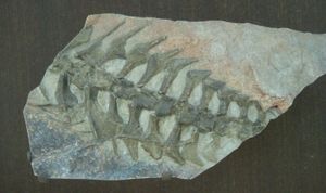 미국 자연사 박물관의 표본 AMNH 9516의 척추뼈와 갈비뼈, 남극