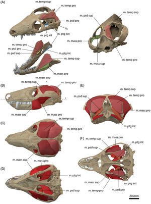 재구성된 턱의 부착 근육