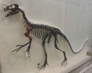 오르니톨레스테스의 모식 표본(조립된 상태)