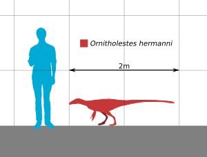 오르니톨레스테스의 크기 비교