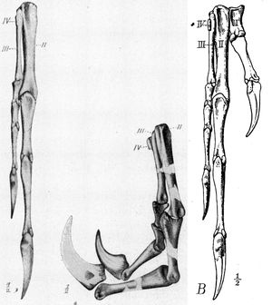 홀로타입 손, 오른쪽에 첫 번째 손가락 복원
