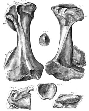 정강이뼈, 척추뼈 및 갑판