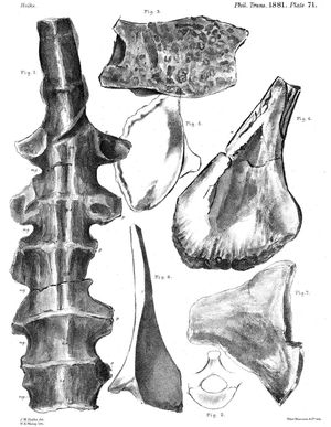 Hulke, 1881에 그림으로 나타난 화석들