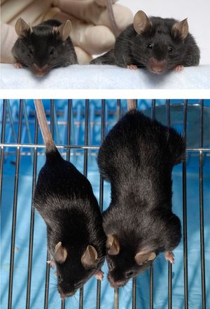 오른쪽은 미오스타틴을 생성하는 Mstn 유전자가 비활성화된 녹아웃 마우스이다. 미오스타틴은 근육 성장을 억제하는 인자이므로, 미오스타틴이 없으면 근육량은 야생종(왼쪽)의 4배가 된다.