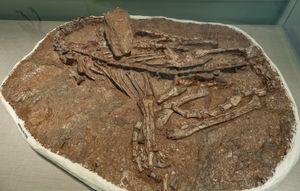 국립자연과학박물관의 화석 표본