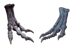 아크토메타타르살을 가진 티라노사우루스와 갖지 않은 알로사우루스의 중족골 비교. 구안롱은 알로사우루스와 유사한 중족골을 갖는다