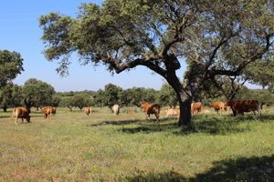 Dehesa (데헤사) 지방, 바다호스 주