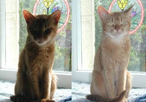 추가 조명이 없는 상태(왼쪽)와 보조 플래시가 있는 상태(오른쪽)의 노출 이미지