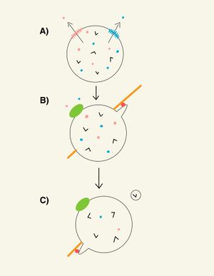 세 단계로 아미노산 수송 및 파고리소좀 분해: (A) 파고리소좀 내부에서 가수분해효소가 단백질을 아미노산으로 분해하며, 분홍색과 파란색 점으로 표시된다. LAAT-1(분홍색) 및 SLC-36.1(파란색)과 같은 아미노산 수송체는 이들 다양한 아미노산을 파고리소좀 내강에서 세포질로 내보낸다. (B) 배출된 아미노산은 mTOR(녹색)을 활성화시킨다. 이 활성화는 ARL-8 매개 튜불화를 유도한다. ARL-8(빨간색)은 이 과정을 촉진하기 위해 운동 단백질 및 미세 소관(주황색)과 상호 작용할 가능성이 높다. (C) 튜불화 과정은 파고리소좀 소포의 형성을 초래한다. 이 주기는 파고리소좀이 완전히 분해될 때까지 반복된다.