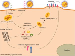 개 디스템퍼 바이러스(CDV)의 생명 주기 복제