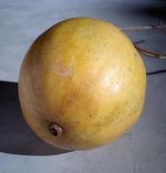 익은 하늘타리 열매