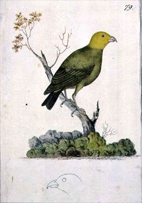 윌리엄 엘리스의 그림