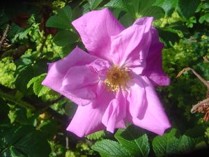 섬에서 "질트 로즈"로 알려진 Rosa rugosa