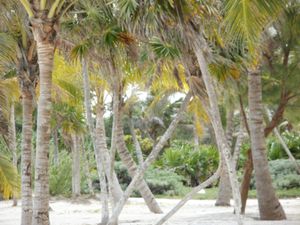 플라야델카르멘 백사장에 있는 다양한 야자수