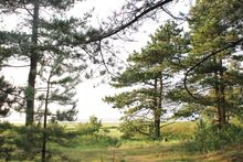 베르너발데 숲 너머로 북해를 바라본 모습