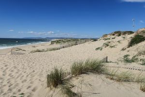  고유종 사구 식물이 있는 해안 사구. 멀리 민호의 바위 절벽이 보인다.