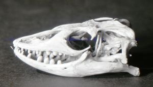 나일왕도마뱀의 두개골