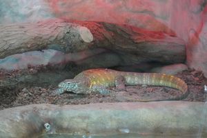 2024년 파르케 데 라스 레젠다스 동물원에서 촬영된 사육 개체