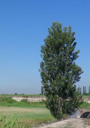 Populus alba 피라미달리스