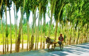 야르칸드와 카르길리크 타운 사이의 포플러 나무가 늘어선 길