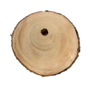 은백양(Populus alba) 나무