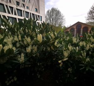 생 제르맹 지구에 있는 구 기병 연대의 마네주(1886). 현재는 콘서트홀로 사용된다.