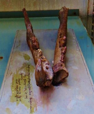 A. giganteus의 아래턱