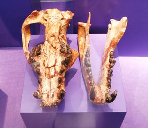 Amphicyon의 두개골과 하악골, 뮌헨 고생물학 박물관