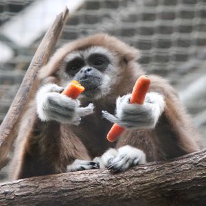 당근을 먹는 흰손긴팔원숭이