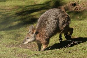 타마왈라비의 이동 모습