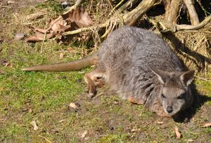 휴식을 취하는 타마왈라비
