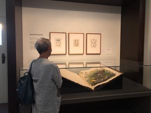 존 제임스 오듀본의 미국의 조류(1827–38), 도서관 희귀 도서 컬렉션의 하이라이트