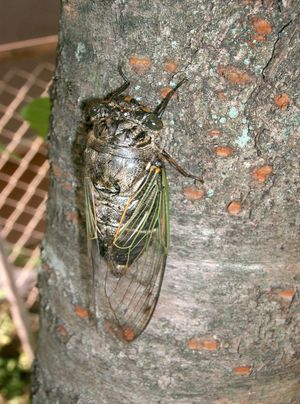 일본의 곰매미(Cryptotympana facialis)