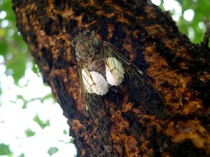 기생 나방 Epipomponia nawai (나비목: 부나방과) 유충이 암컷 Tanna japonensis의 복부에 붙어있다.