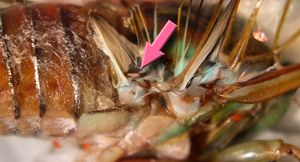 Epipomponia nawai의 1령 유충(약 0.6mm)이 암컷 Tanna japonensis의 오른쪽 뒷날개 기저 부근에 있다.