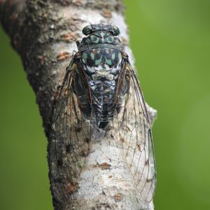 Hyalessa maculaticollis (참매미) - 일본 기후현 요로 산에서