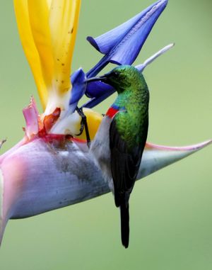 Southern double-collared sunbird가 꽃의 꿀을 먹고 있다.